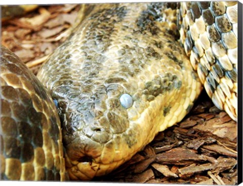 Framed Anaconda Head Print