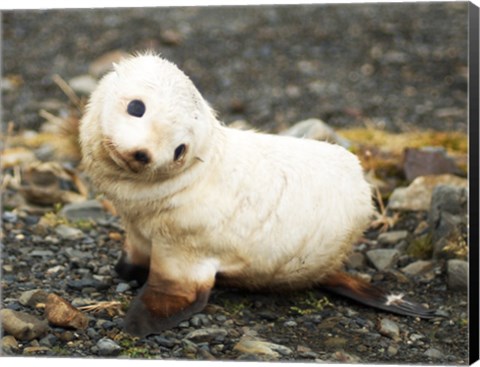 Framed Baby Fur Seal, South Georgia Print