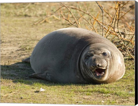 Framed Baby Elephant Seal Print