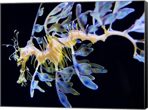 Framed Sea Horse underwater Print