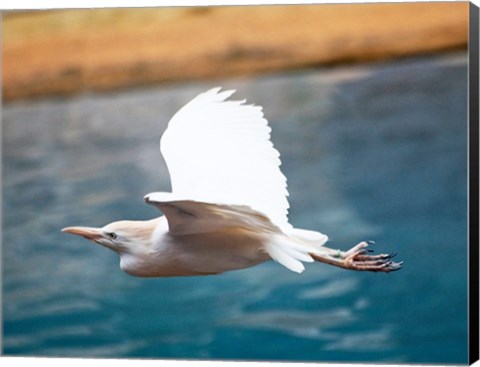 Framed Bubulcus Ibis-Zoo de Pont-Scorff, Morbihan, France Print