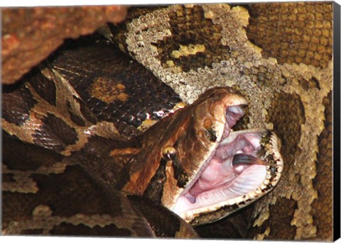 Framed Burmese Python Print