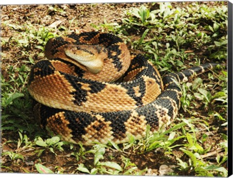 Framed Bushmaster Snake Print