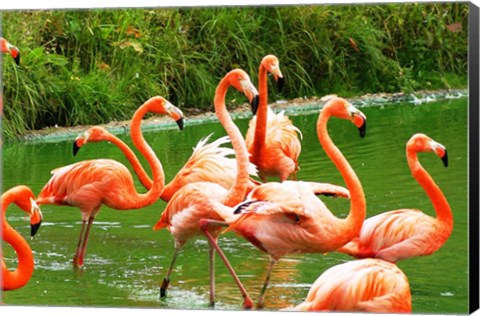 Framed Caribbean Flamingo Print