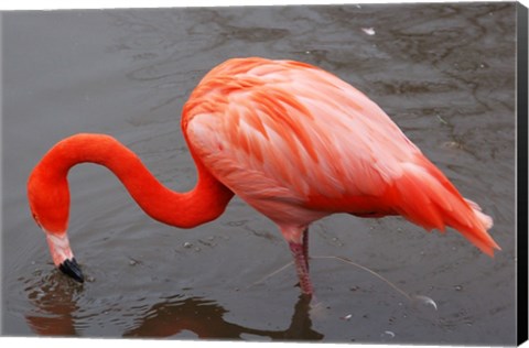 Framed Caribbean Flamingo at Slimbridge Arp Print