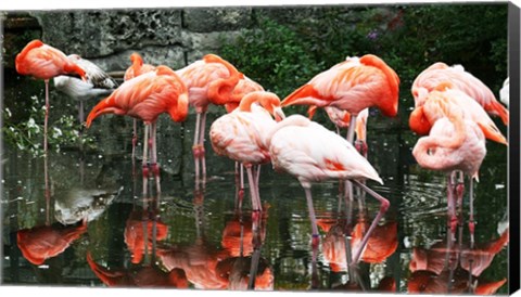 Framed Caribbean Flamingo Phoenicopterus Ruber Print