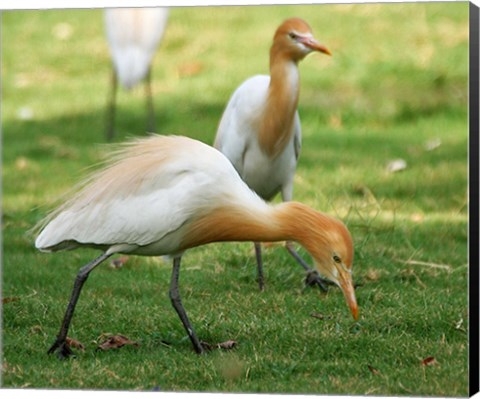 Framed Cattle Egret Bubulcus Ibis Print