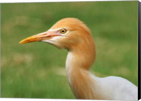 Framed Cattle Egret Bubulcus Ibis Print
