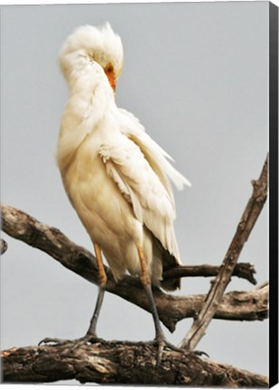 Framed Cattle Egret Bubulcus Ibis Preening Print