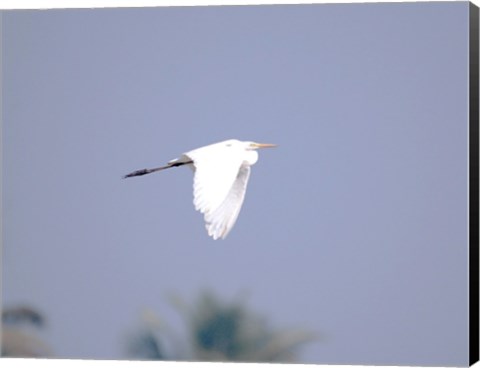 Framed Cattle Egret Flight Print