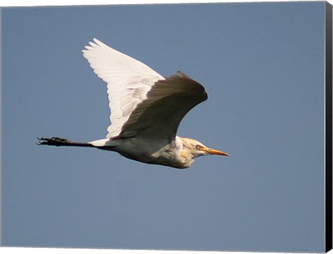 Framed Cattle Egret Print