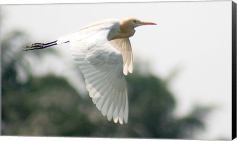 Framed Cattle Egret Print