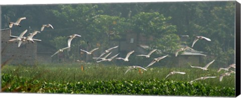 Framed Cattle Egrets Print