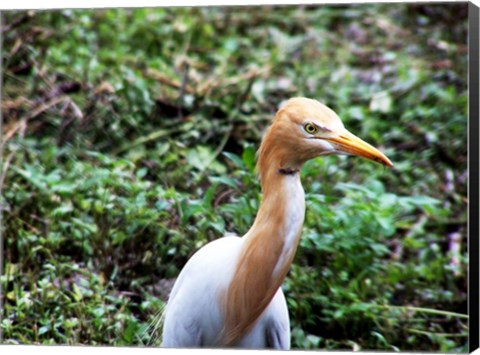 Framed Cattle Egret in Summer Print