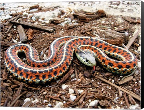 Framed Coast Garter Snake Print