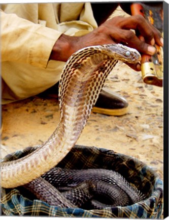 Framed Cobra in Basket Print