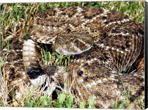 Framed Crotalus Atrox Print