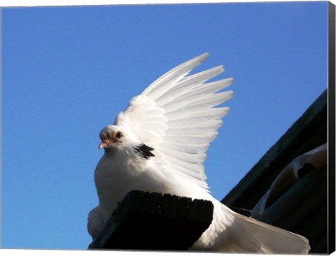 Framed Dove Print