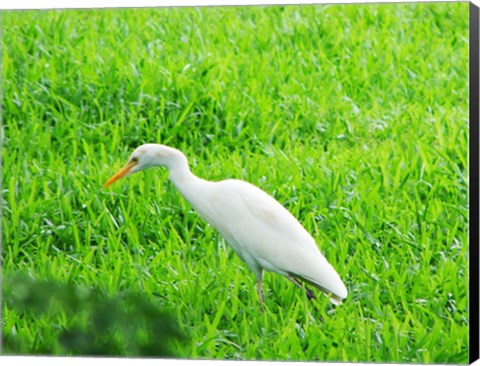 Framed Egret In Field Print