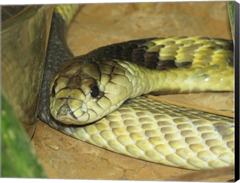 Framed Egyptian Cobra Print