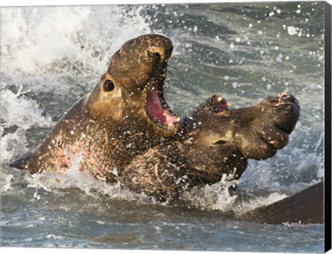 Framed Elephant Seals Fighting Print