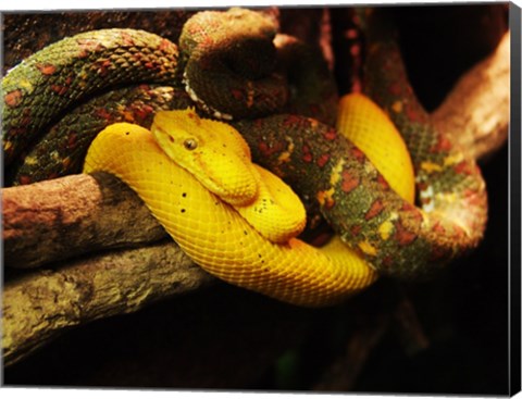 Framed Eyelash Pit Viper Print