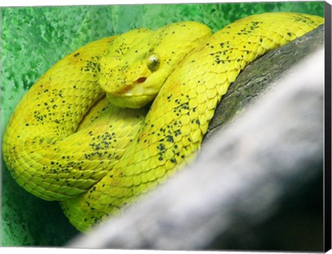 Framed Eyelash Viper Bothriechis Schlegelii Print