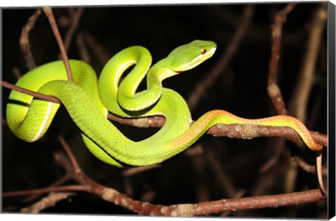 Framed Eyelash Viper Print