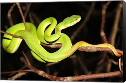 Framed Eyelash Viper Print