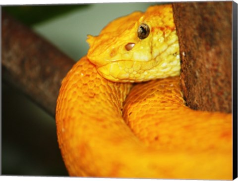 Framed Eyelash Viper Print