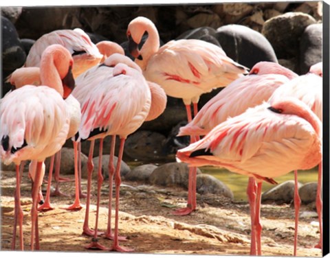 Framed Flamingos Standing Together Print