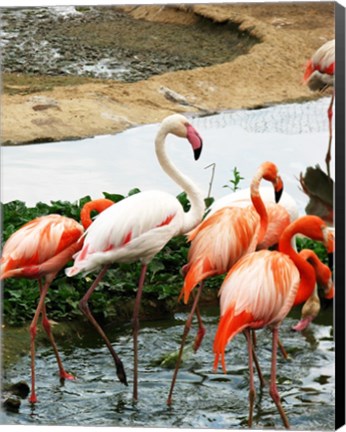 Framed Flamingos Pink and White Print