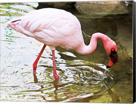 Framed Flamingo in River Print