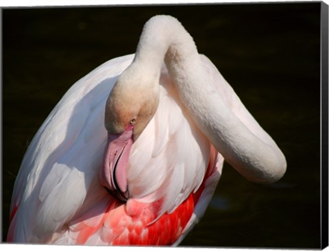 Framed Flamingo Blijdorp Print