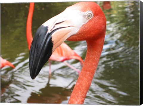 Framed Florida Flamingo Print