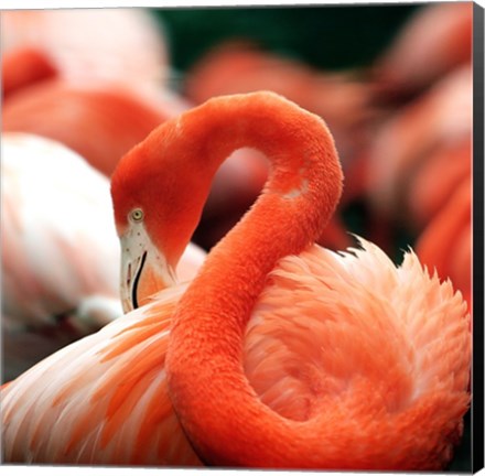 Framed Flamingo National Zoo Print