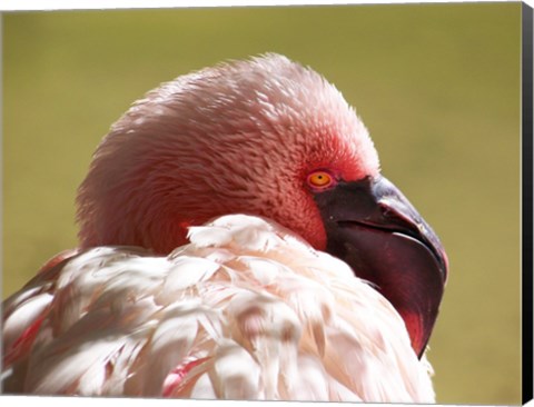 Framed Flamingos Face Close Up Print