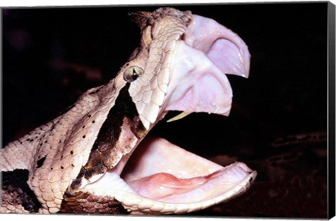 Framed Gabon Viper Fangs Print