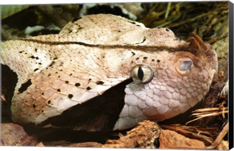 Framed Gabon Viper Head Print