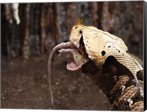 Framed Gaboon Viper Rhinoceroceros Print