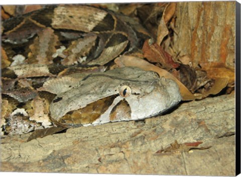 Framed Gaboon Viper Print