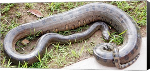 Framed Green Anaconda Print