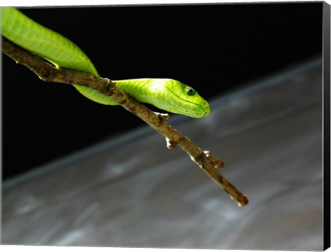 Framed Green Mamba On Branch Print