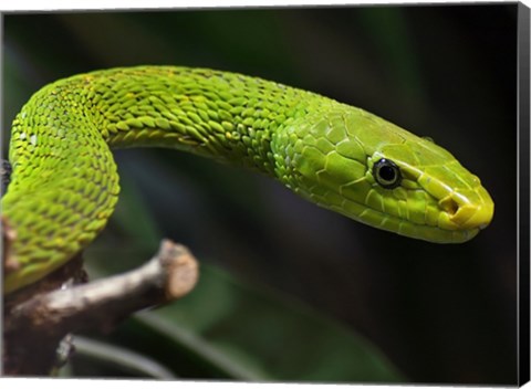 Framed Green Mamba Closeup Print