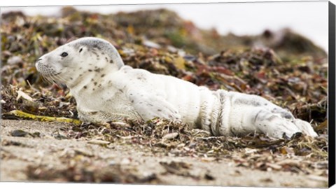 Framed Harbor Seal Pup Print