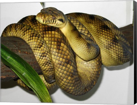 Framed High-Yellow Scrub Python Morelia Amethistina Print