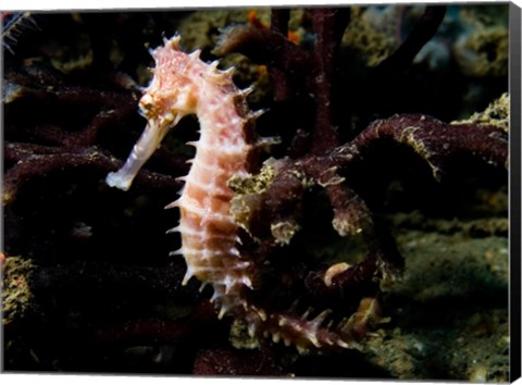 Framed Hippocampus Histrix (Beige Thorny Seahose) Print