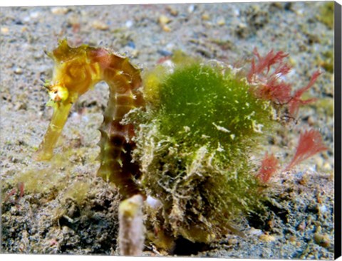 Framed Hippocampus Histrix (Juvenile Thorny Seahorse) Print