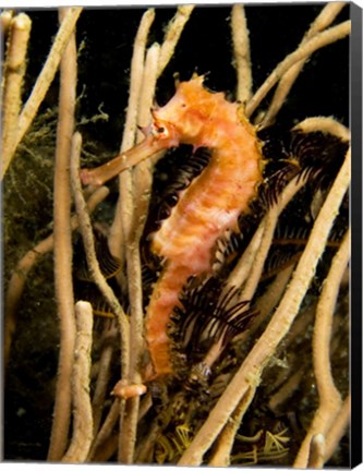 Framed Hippocampus Hystrix (Spiny Seahorse) Print