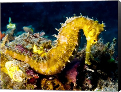 Framed Yellow Hippocampus Hystrix (Spiny Seahorse) Print